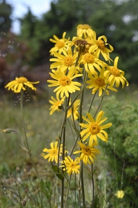 Slåttergubbe, Arnica montana
