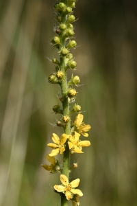 Småborre, Agrimonia eupatoria