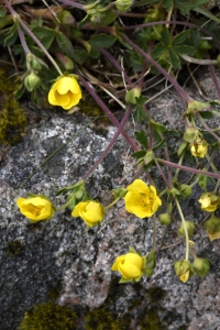 Småfingerört, Potentilla verna