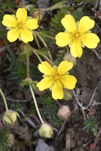 Småfingerört, Potentilla verna