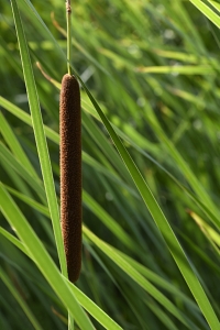 Smalkaveldun, Typha angustifolia, kaveldun