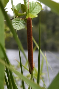 Smalkaveldun, Typhaceae angustifolia