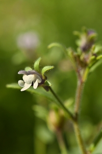 Småsporre, Chaenorhinum minus