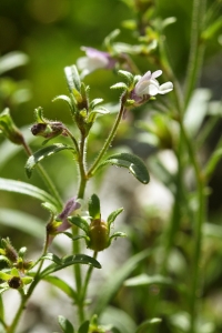 Småsporre, Chaenorhinum minus