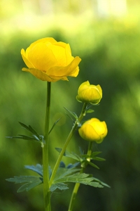 Smörbollar, Trollius europaeus, smörboll