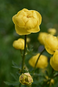 Smörbollar, Trollius europaeus
