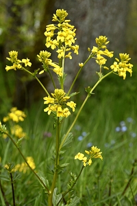 Sommargyllen, Barbarea vulgaris