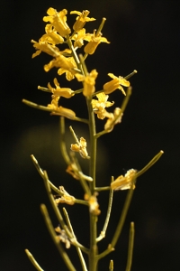 Sommargyllen, Barbarea vulgaris