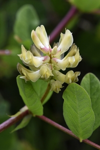 Sötvedel, Astragalus glycyphyllos