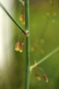 Sparris, Asparagus officinalis