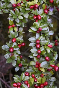Spärroxbär, Cotoneaster divaricatus