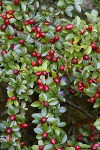 Spärroxbär, Cotoneaster divaricatus