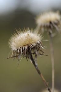 Spåtistel, Carlina vulgaris