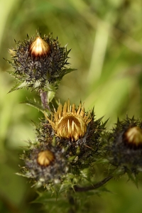 Spåtistel, Carlina vulgaris