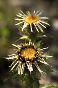 Spåtistel, Carlina vulgaris