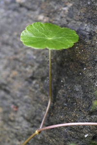 Spikblad, Hydrocotyle vulgaris