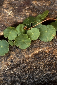 Spikblad, Hydrocotyle vulgaris