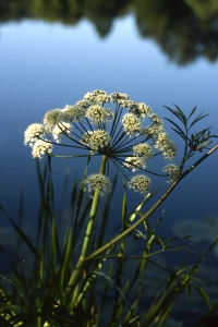 Sprängört, Cicuta virosa