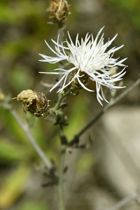 Spretklint, Centaurea diffusa