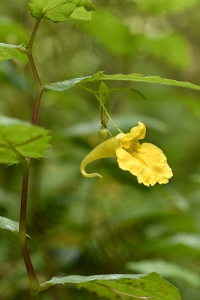 Springkorn, Impatiens noli-tangere