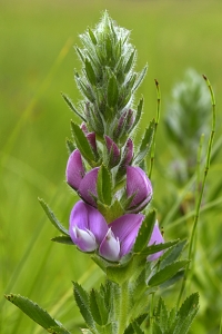 Stallört, Ononis spinosa ssp. hircina