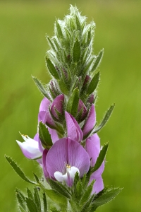 Stallört, Ononis spinosa ssp. hircina