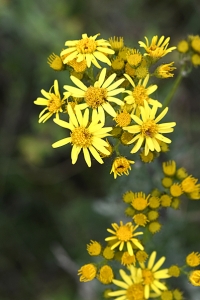 Stånds, Jacobaea vulgaris