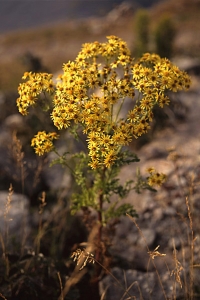 Stånds, Jacobaea vulgaris, Senecio jacobaea
