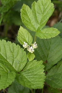 Stenbär, Rubus saxatilis