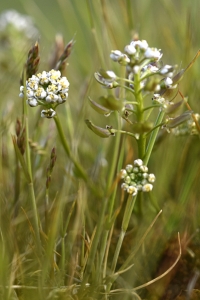 Stenkrassing, Hornungia petraea
