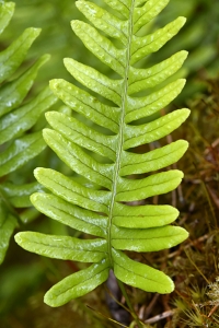 Stensöta, Polypodium vulgare