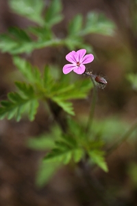 Stinknäva, Geranium robertianum