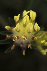 Stor getväppling, Anthyllis vulneraria ssp. carpatica
