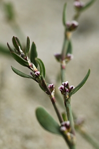 Stor trampört, Polygonum aviculare ssp. aviculare