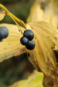 Storrams, Polygonatum multiflorum