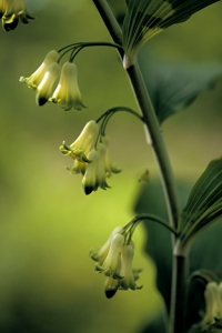 Storrams, Polygonatum multiflorum