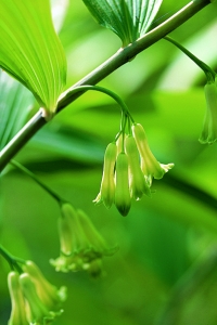 Storrams, Polygonatum multiflorum