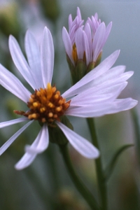 Strandaster, Tripolium pannonicum ssp. tripolium, Tripolium vulgare