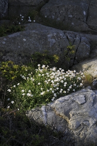 Strandglim, Silene uniflora ssp. uniflora