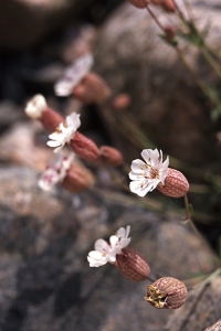 Strandglim, Silene uniflora ssp. uniflora