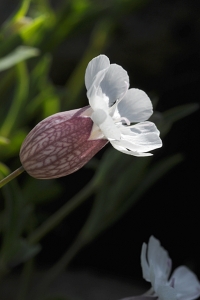 Strandglim, Silene uniflora ssp. uniflora