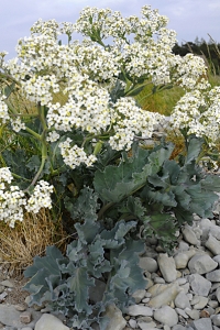 Strandkål, Crambe maritima