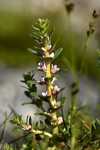 Strandkrypa, Glaux maritima, Lysimachia maritima