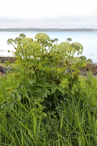 Strandkvannne, Angelica archangelica ssp. litoralis
