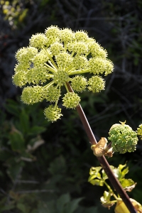 Strandkvannne, Angelica archangelica ssp. litoralis