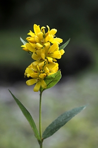 Strandlysing, Lysimachia vulgaris