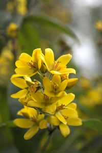 Strandlysing, Lysimachia vulgaris