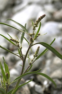 Strandmålla, Atriplex littoralis