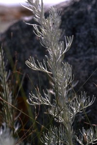 Strandmalört, Seriphidium maritimum, Artemisia maritima