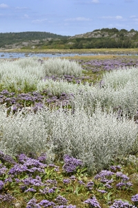 Strandmalört, Artemisia maritima, Seriphidium maritimum